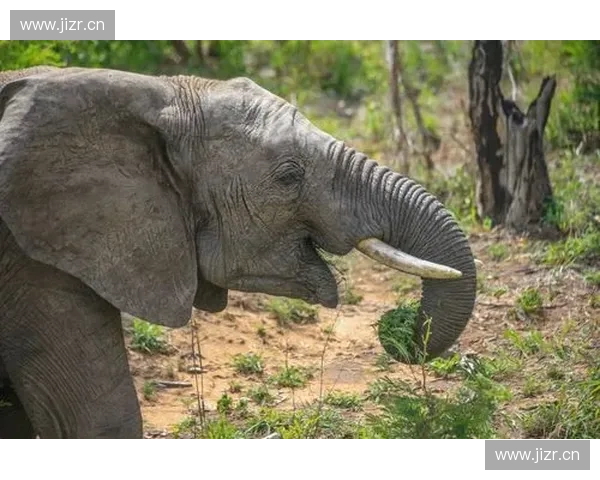 《探索Dota2教主背后的传奇故事：如何成就游戏中的至高无上霸主地位》